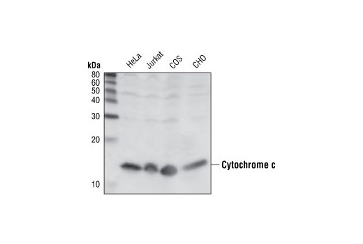  Image 8: Mitochondrial Marker Antibody Sampler Kit