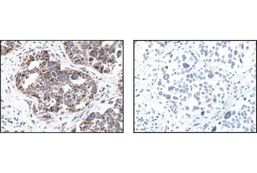  Image 28: Mitochondrial Marker Antibody Sampler Kit