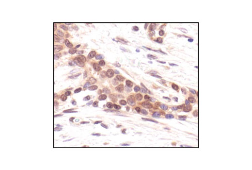  Image 16: Cell Cycle Regulation Antibody Sampler Kit II