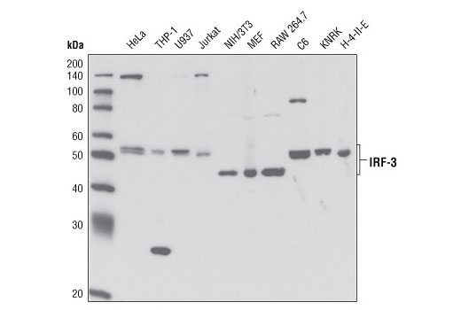  Image 19: Mouse-Reactive STING Pathway Antibody Sampler Kit