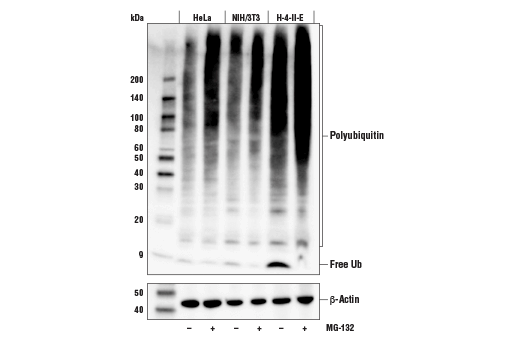  Image 8: MHC Class I Antigen Processing and Presentation Antibody Sampler Kit