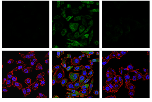 Immunofluorescence Image 1: Phospho-Ubiquitin (Ser65) (E5T1W) Rabbit mAb (BSA and Azide Free)