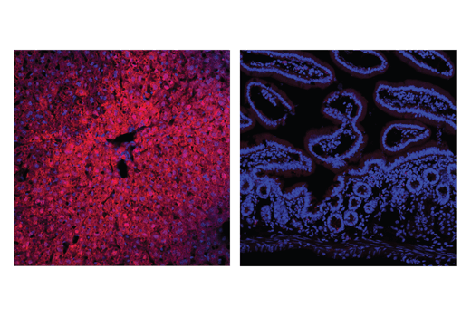 Immunofluorescence Image 1: Arginase-1 (D4E3M™) XP® Rabbit mAb (Alexa Fluor® 647 Conjugate)