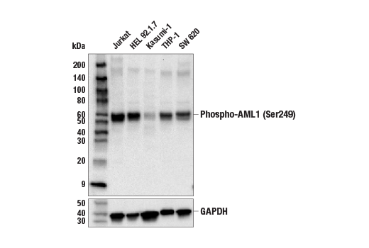Western Blotting Image 1: Phospho-AML1 (Ser249) Antibody