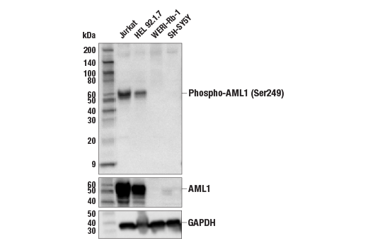 Western Blotting Image 2: Phospho-AML1 (Ser249) Antibody