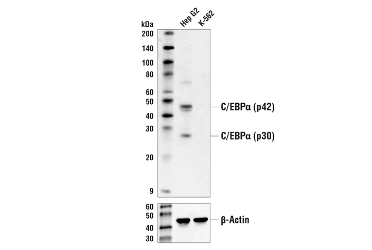 Western Blotting Image 1: C/EBPα (D56F10) XP® Rabbit mAb (Biotinylated)