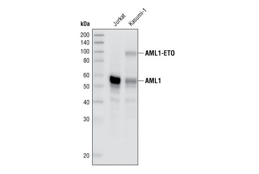 Western Blotting Image 1: AML1 Antibody
