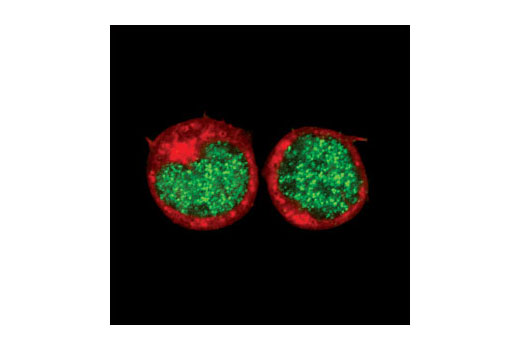 Immunofluorescence Image 1: AML1 Antibody