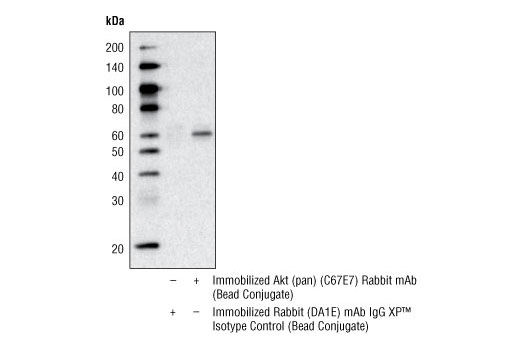 Immunoprecipitation Image 1: Akt (pan) (C67E7) Rabbit mAb (Sepharose® Bead Conjugate)