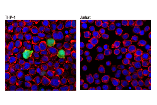 Immunofluorescence Image 1: S100A9 (D5O6O) Rabbit mAb (BSA and Azide Free)