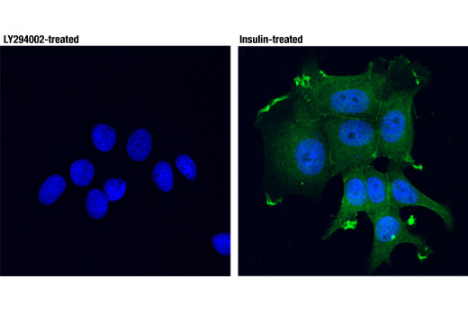 Immunofluorescence Image 1: Phospho-Akt (Thr308) (D25E6) XP® Rabbit mAb (Alexa Fluor® 488 Conjugate)