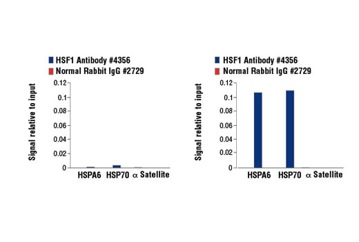  Image 44: HSP/Chaperone Antibody Sampler Kit