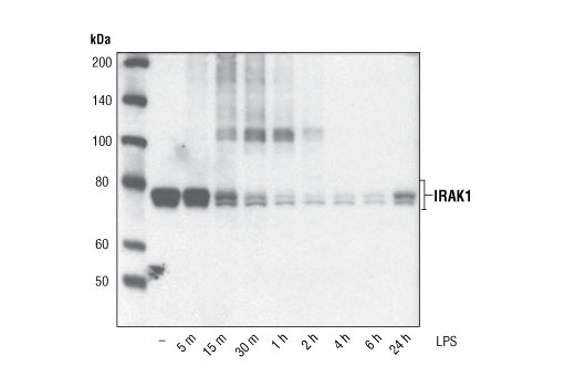 Western Blotting Image 2: IRAK1 Antibody
