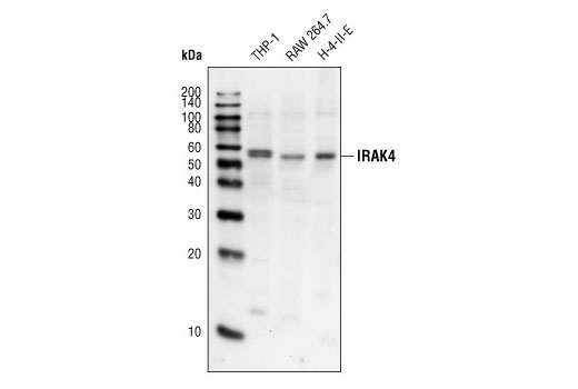  Image 2: IRAK Isoform Antibody Sampler Kit