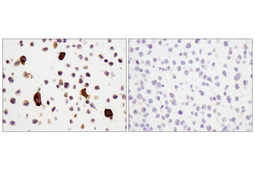Immunohistochemistry Image 6: CD14 (D7A2T) Rabbit mAb (BSA and Azide Free)