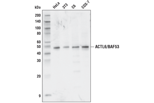 Western Blotting Image 1: ACTL6/BAF53 Antibody
