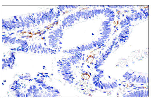  Image 29: Oligodendrocyte Marker Antibody Sampler Kit