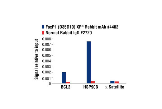 Chromatin Immunoprecipitation Image 1: FoxP1 (D35D10) XP® Rabbit mAb