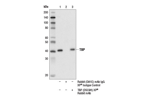 Immunoprecipitation Image 1: TBP (D5C9H) XP® Rabbit mAb