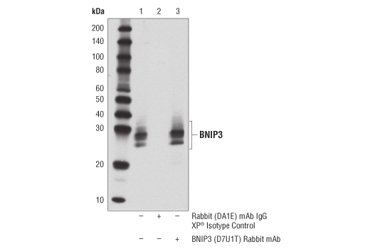 Immunoprecipitation Image 1: BNIP3 (D7U1T) Rabbit mAb