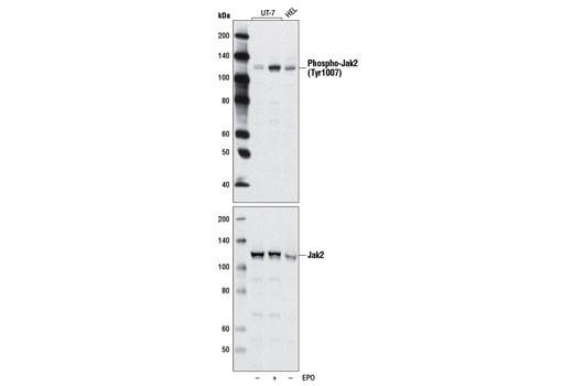  Image 10: ALK Activation Antibody Sampler Kit