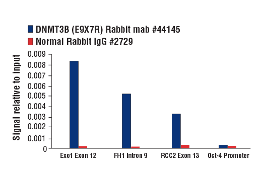 Chromatin Immunoprecipitation Image 1: DNMT3B (E9X7R) Rabbit mAb