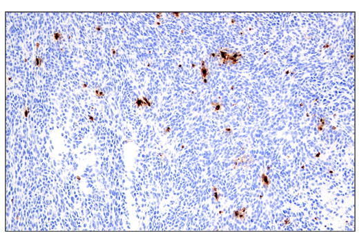  Image 11: Mouse Immune Cell Phenotyping IHC Antibody Sampler Kit