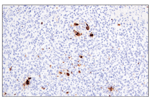  Image 19: Mouse Immune Cell Phenotyping IHC Antibody Sampler Kit