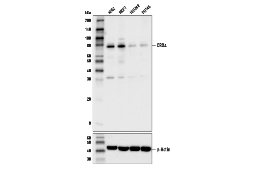 Western Blotting Image 1: CBX4 Antibody