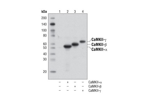  Image 2: PhosphoPlus® CaMKII (Thr286) Antibody Duet