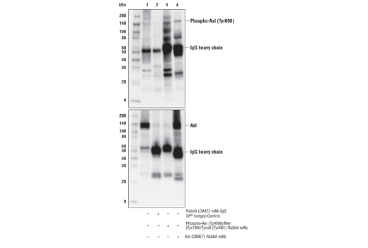  Image 11: Tyro/Axl/Mer Activation Antibody Sampler Kit