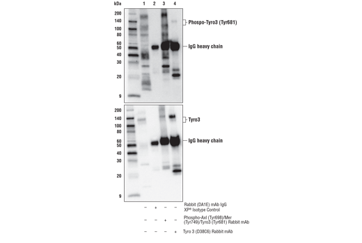 Image 15: Tyro/Axl/Mer Activation Antibody Sampler Kit