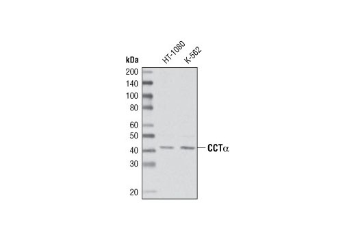 Western Blotting Image 1: CCTα Antibody