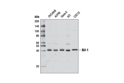 Western Blotting Image 1: Bif-1 Antibody