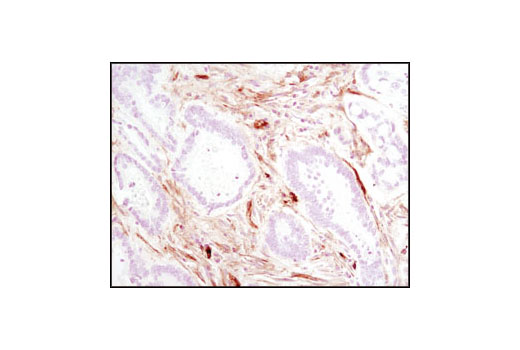 Immunohistochemistry Image 1: Caveolin-1 (D46G3) XP® Rabbit mAb (BSA and Azide Free)