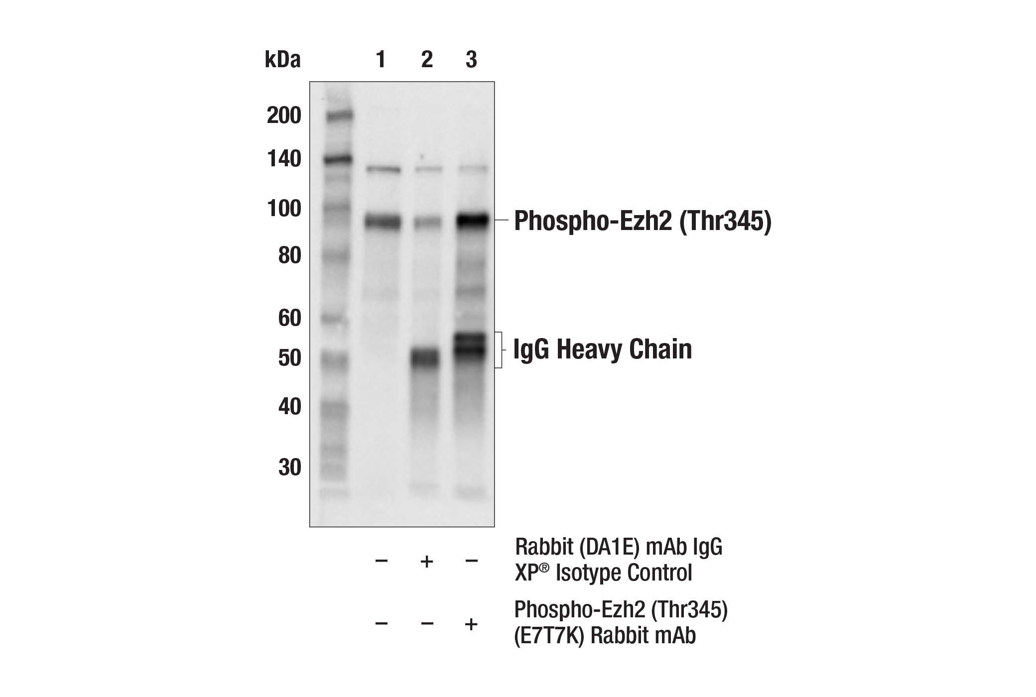  Image 2: PhosphoPlus® Ezh2 (Thr345) Antibody Duet