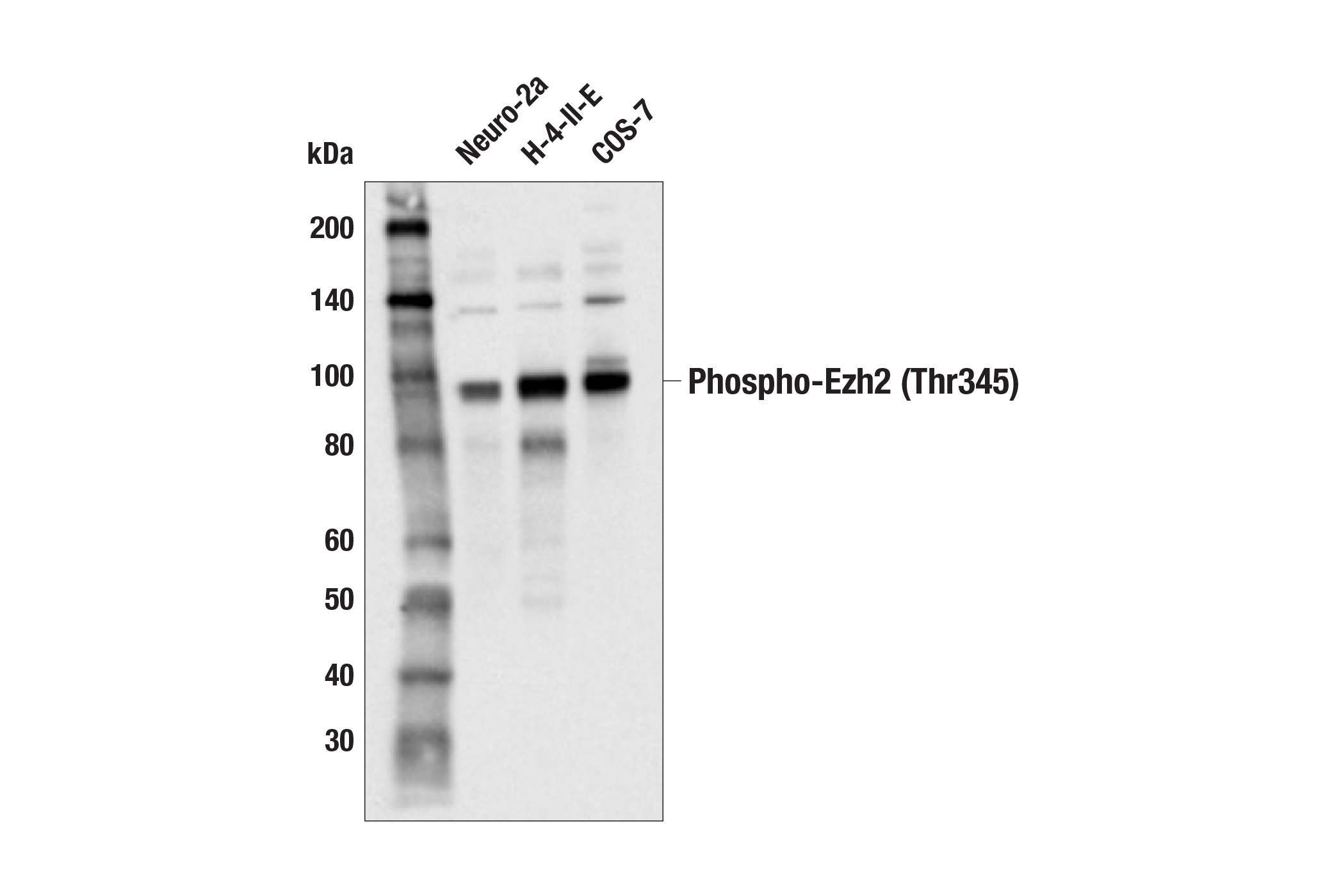  Image 9: PhosphoPlus® Ezh2 (Thr345) Antibody Duet