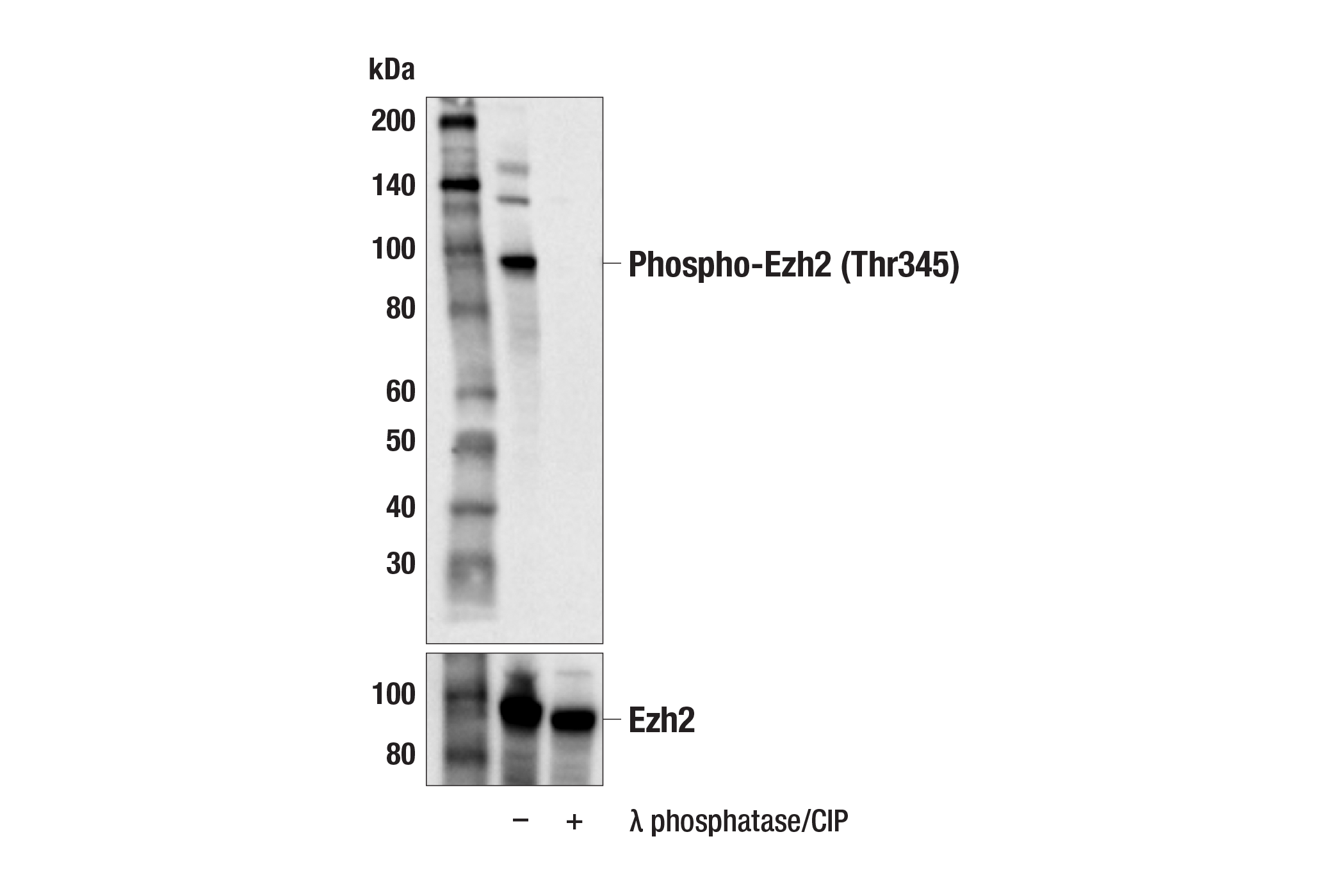  Image 3: PhosphoPlus® Ezh2 (Thr345) Antibody Duet