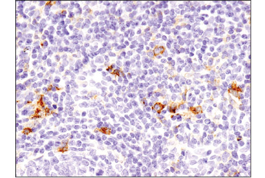  Image 34: Human T Cell Co-inhibitory and Co-stimulatory Receptor IHC Antibody Sampler Kit