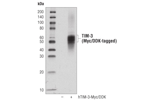  Image 70: Human Exhausted T Cell Antibody Sampler Kit