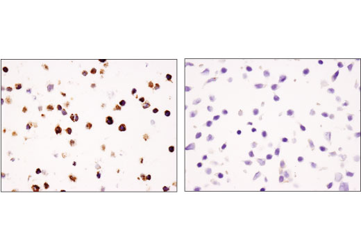 Image 60: Human T Cell Co-inhibitory and Co-stimulatory Receptor IHC Antibody Sampler Kit
