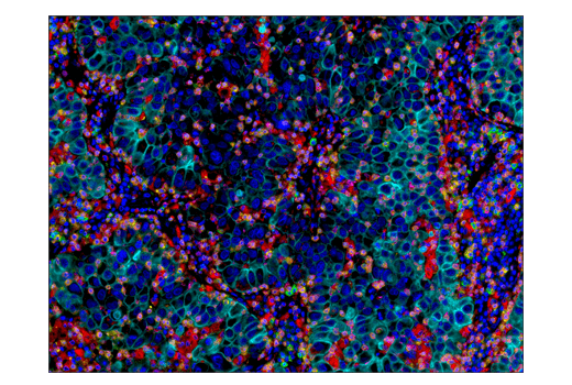  Image 72: Human T Cell Co-inhibitory and Co-stimulatory Receptor IHC Antibody Sampler Kit