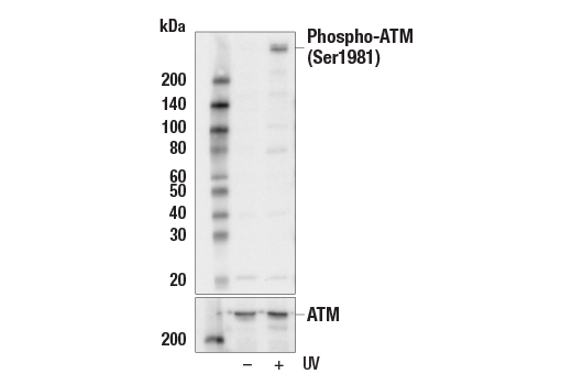 Western Blotting Image 1: Phospho-ATM (Ser1981) (10H11.E12) Mouse mAb