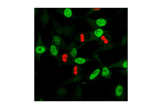 Immunofluorescence Image 1: Phospho-cdc2 (Tyr15) (10A11) Rabbit mAb (BSA and Azide Free)