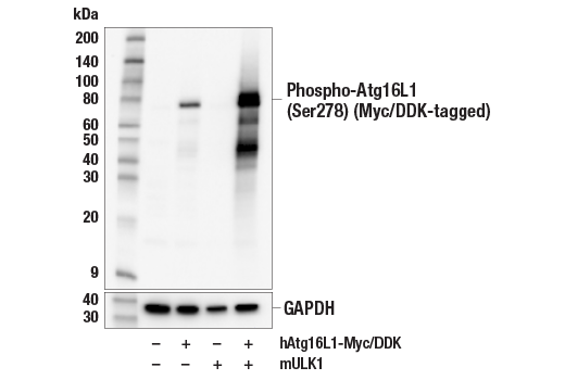  Image 2: PhosphoPlus® Atg16L1 (Ser278) Antibody Duet