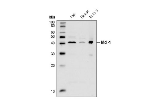 Western Blotting Image 1: Mcl-1 Antibody
