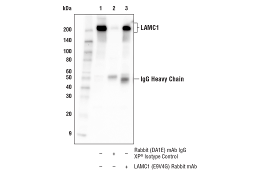 Immunoprecipitation Image 1: LAMC1 (E9V4G) Rabbit mAb