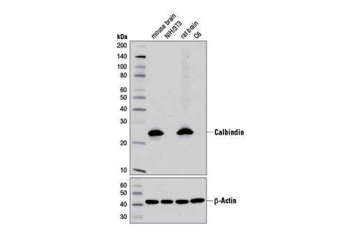 Western Blotting Image 1: Calbindin (D1I4Q) XP® Rabbit mAb (BSA and Azide Free)