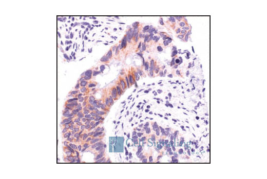 Immunohistochemistry Image 2: AIF Antibody