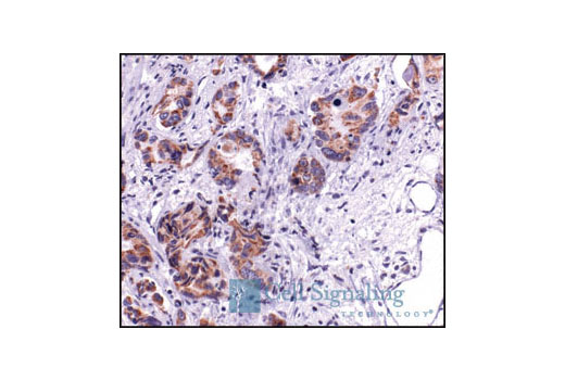 Immunohistochemistry Image 4: AIF Antibody